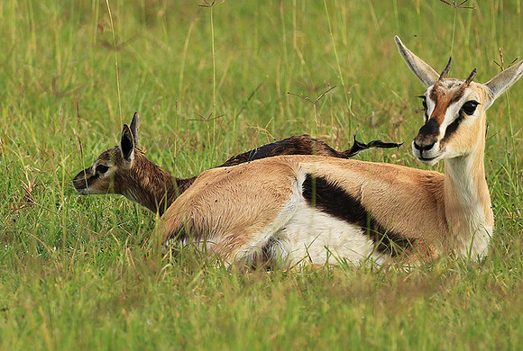 Thomson's gazelle - Ngorongoro