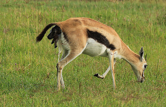 Thomson's gazelle - Ngorongoro