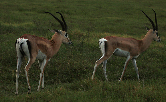 Grant's gazelle - Ngorongoro