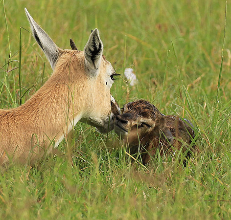 Thomson's gazelle - Ngorongoro
