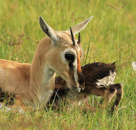 Thomson's gazelle - Ngorongoro