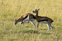 Thomson's gazelle - Serengeti - Grumeti