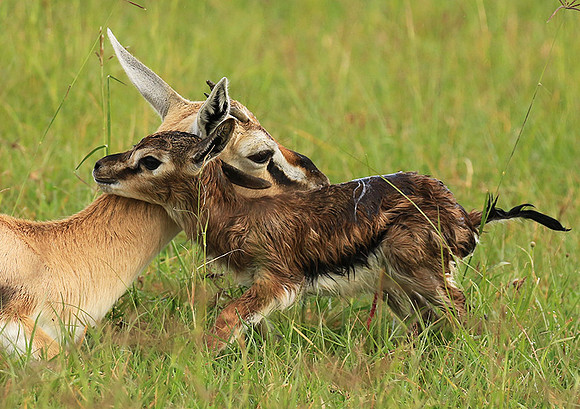 Thomson's gazelle - Ngorongoro