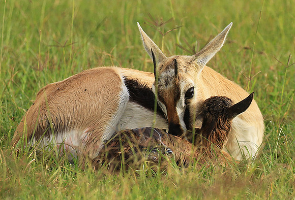 Thomson's gazelle - Ngorongoro