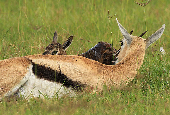 Thomson's gazelle - Ngorongoro