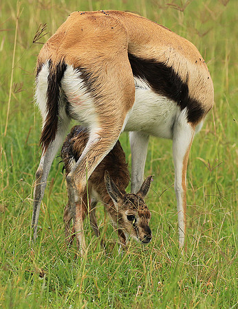 Thomson's gazelle - Ngorongoro