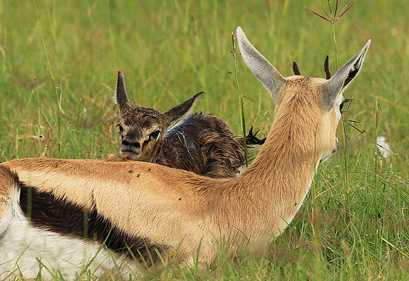 Thomson's gazelle - Ngorongoro
