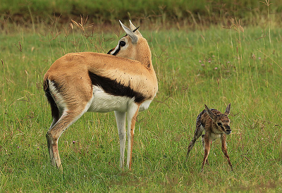 Thomson's gazelle - Ngorongoro