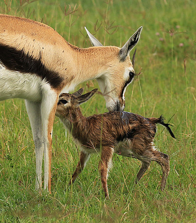 Thomson's gazelle - Ngorongoro