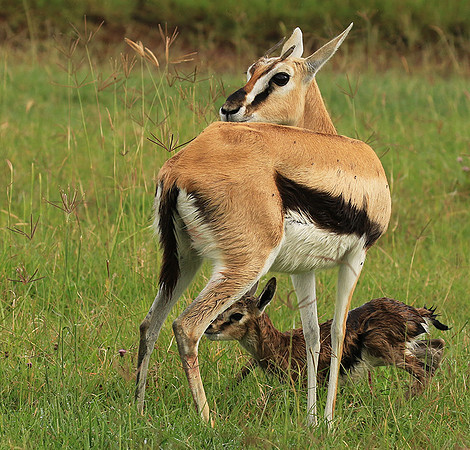 Thomson's gazelle - Ngorongoro