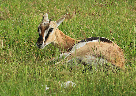 Thomson's gazelle - Ngorongoro