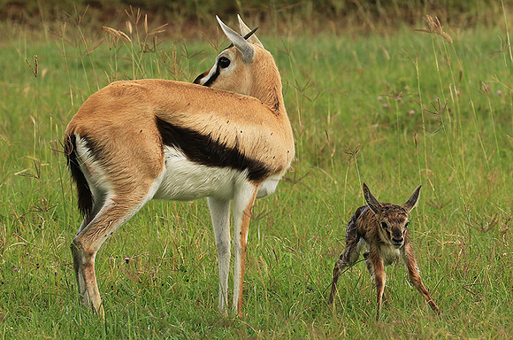 Thomson's gazelle - Ngorongoro