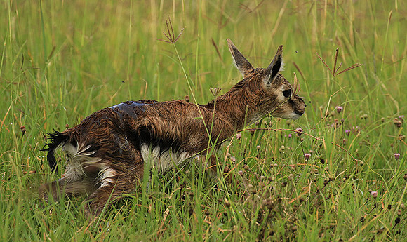 Thomson's gazelle - Ngorongoro