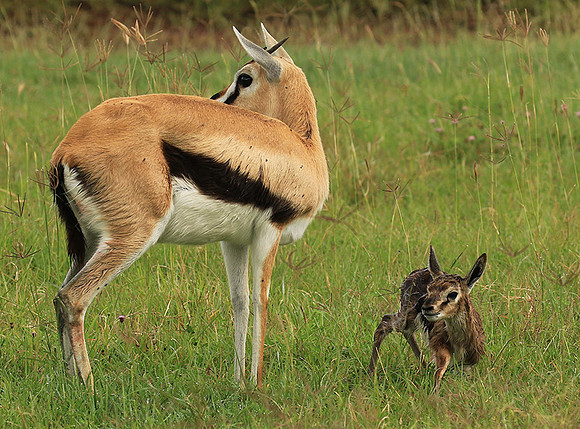 Thomson's gazelle - Ngorongoro