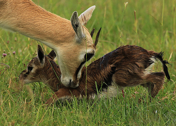 Thomson's gazelle - Ngorongoro