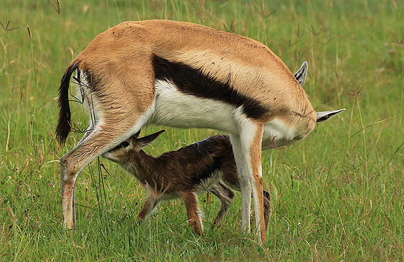Thomson's gazelle - Ngorongoro