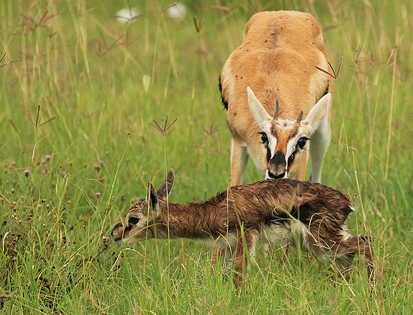Thomson's gazelle - Ngorongoro