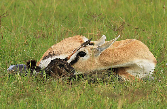 Thomson's gazelle - Ngorongoro