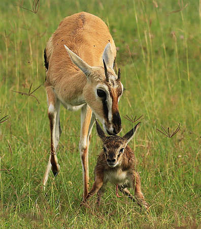 Thomson's gazelle - Ngorongoro