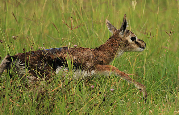 Thomson's gazelle - Ngorongoro