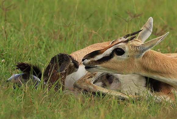 Thomson's gazelle - Ngorongoro