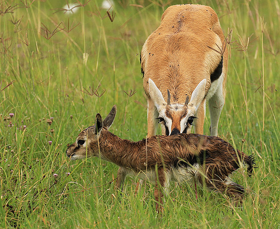Thomson's gazelle - Ngorongoro
