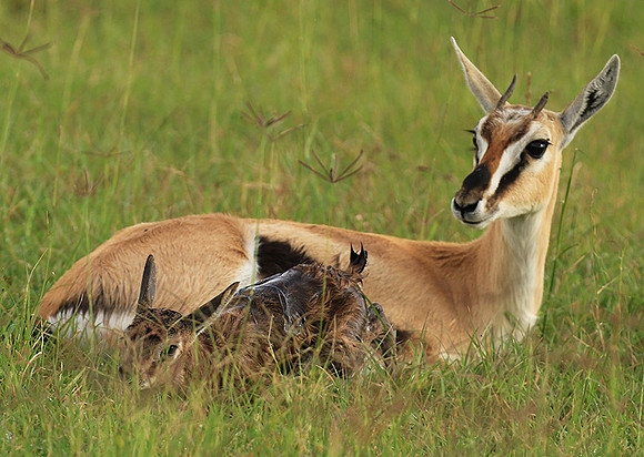 Thomson's gazelle - Ngorongoro