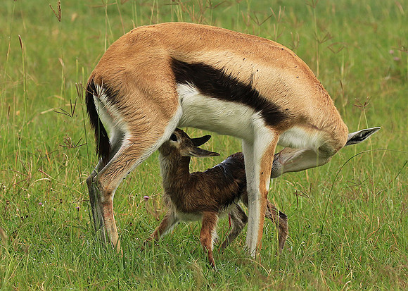 Thomson's gazelle - Ngorongoro