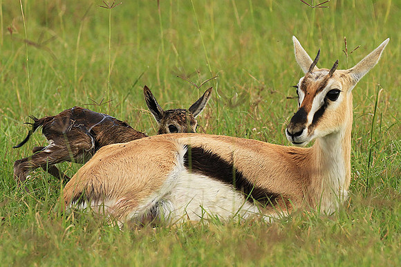 Thomson's gazelle - Ngorongoro