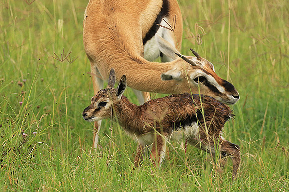 Thomson's gazelle - Ngorongoro