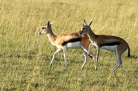 Thomson's gazelle - Serengeti - Grumeti