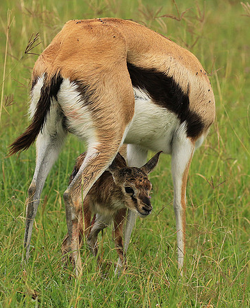 Thomson's gazelle - Ngorongoro
