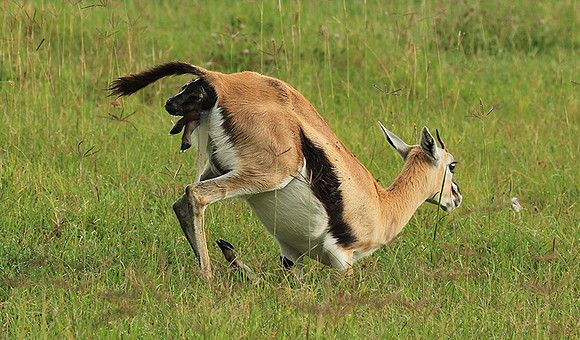 Thomson's gazelle - Ngorongoro