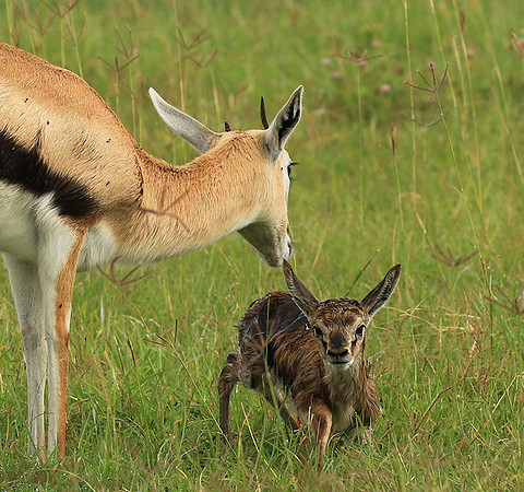 Thomson's gazelle - Ngorongoro
