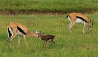 Thomson's gazelle - Ngorongoro