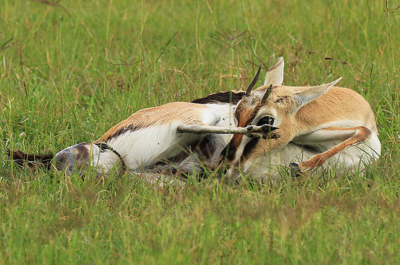 Thomson's gazelle - Ngorongoro