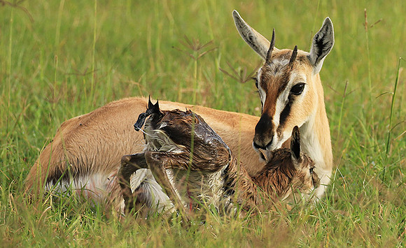 Thomson's gazelle - Ngorongoro