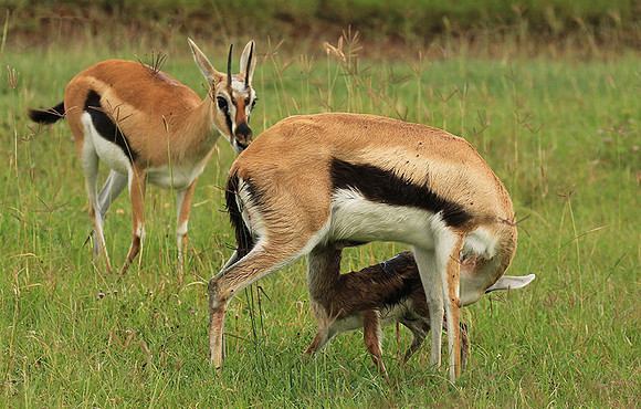 Thomson's gazelle - Ngorongoro
