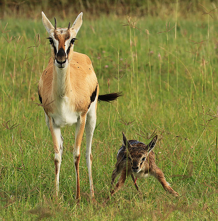 Thomson's gazelle - Ngorongoro
