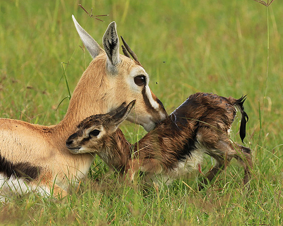 Thomson's gazelle - Ngorongoro