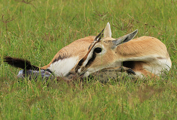 Thomson's gazelle - Ngorongoro