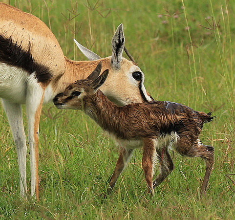 Thomson's gazelle - Ngorongoro
