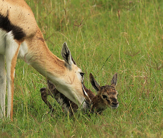 Thomson's gazelle - Ngorongoro