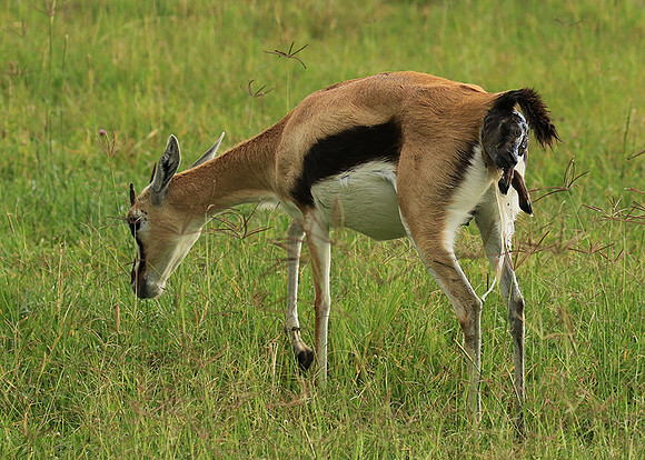 Thomson's gazelle - Ngorongoro