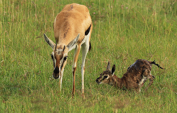 Thomson's gazelle - Ngorongoro