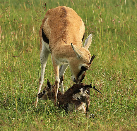 Thomson's gazelle - Ngorongoro