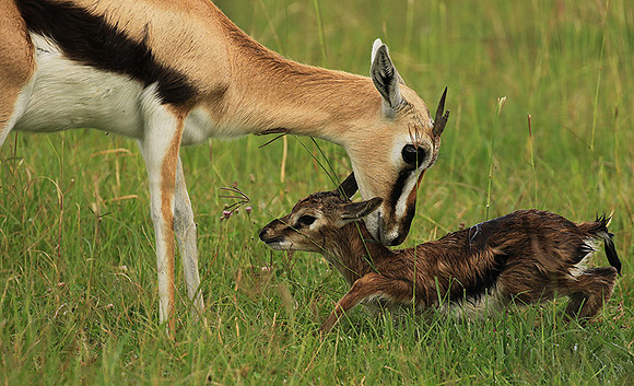 Thomson's gazelle - Ngorongoro