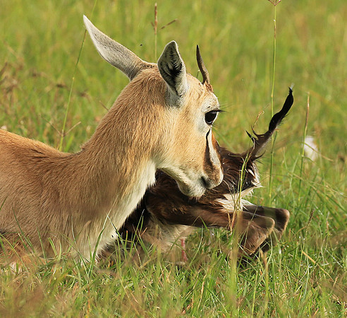 Thomson's gazelle - Ngorongoro