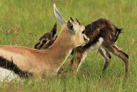 Thomson's gazelle - Ngorongoro