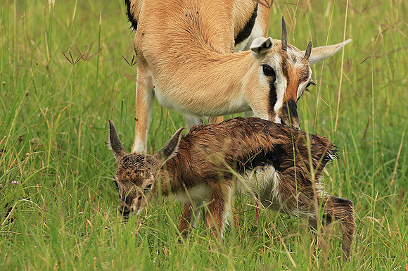 Thomson's gazelle - Ngorongoro